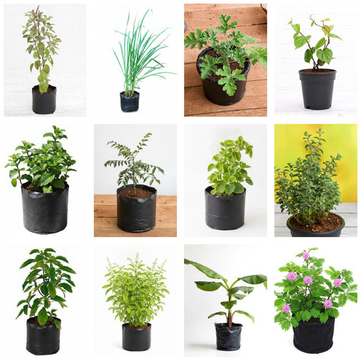 Kitchen Garden Dozen - Set of 12 Kitchen Garden Plants