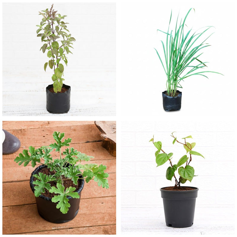 Kitchen Window Four - Set of 4 Kitchen Herb Plants