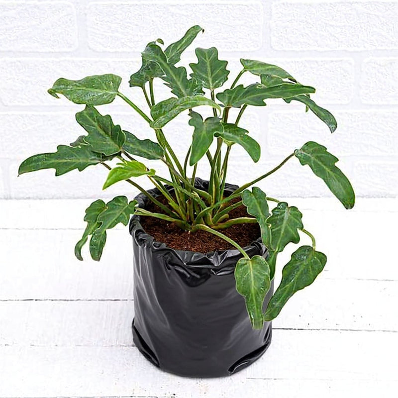 Philodendron xanadu Green