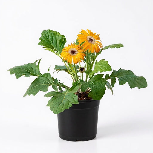 Gerbera Yellow - 6" Pot