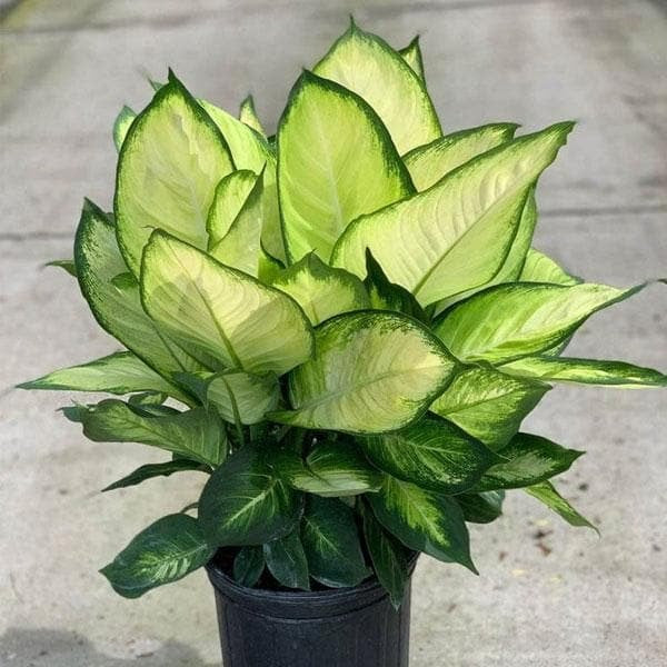 Dieffenbachia Tropic Marianne - 5" Pot