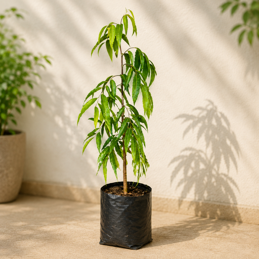Mast Tree - 10" Grow bag