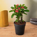 Crown of Thorns Red - 5" Pot