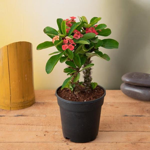 Crown of Thorns Peach - 5" Pot