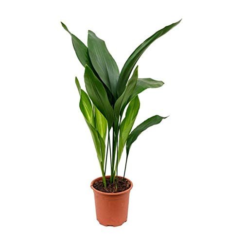 Cast Iron Plant - 5" Pot