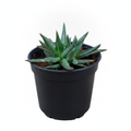 Delosperma congestum - Succulent - 3" Pot