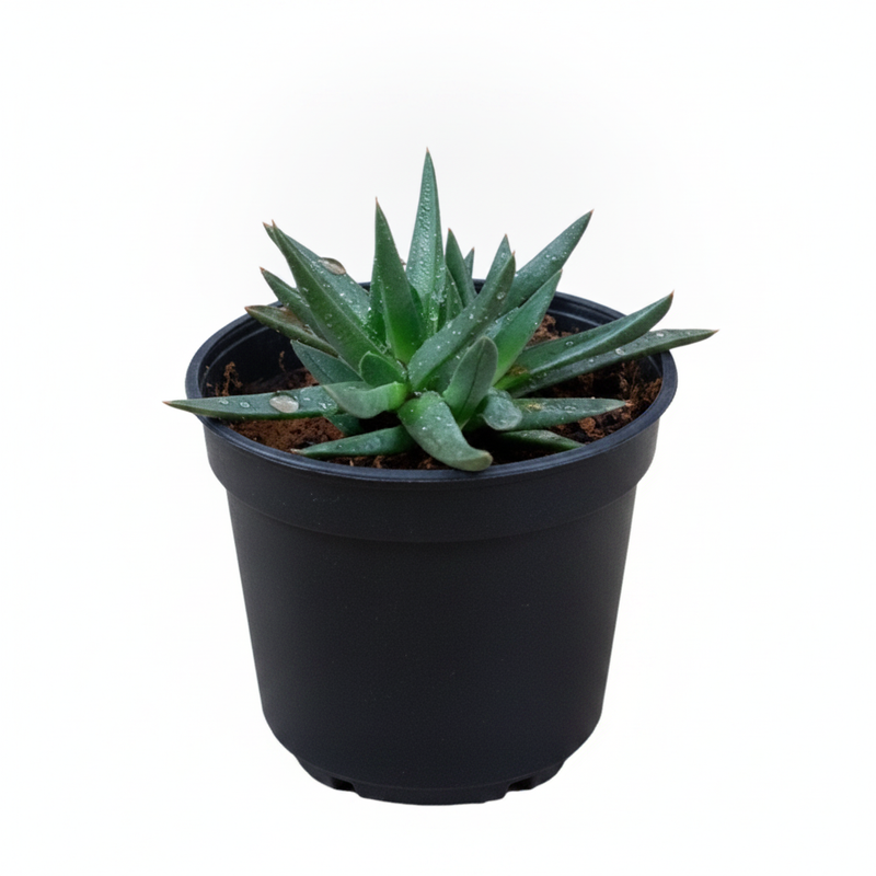 Delosperma congestum - Succulent - 3" Pot