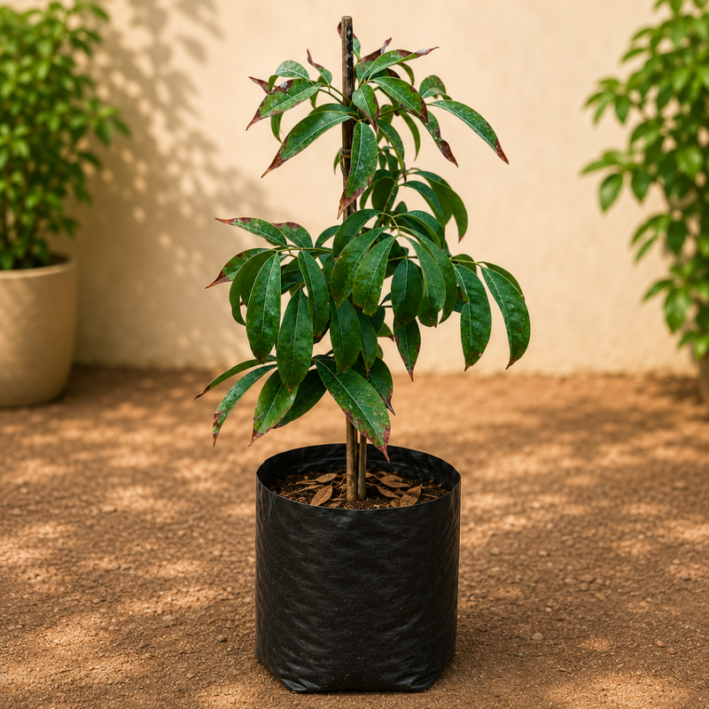 Litchi Grown Through Seeds - 10" Grow bag