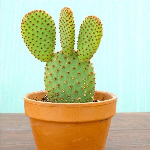 Bunny Ears Cactus Red - 3" Pot