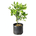Orange Grafted - 10" Grow bag