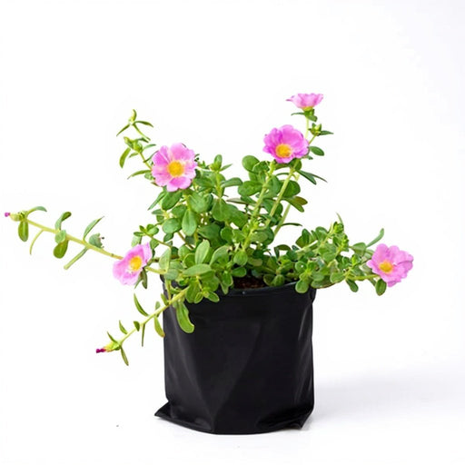 Portulaca Pink - 6" Grow bag