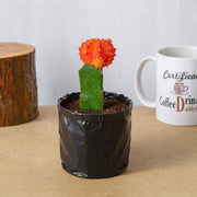 Moon Cactus Yellow