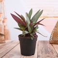 Rhoeo - 5" Pot