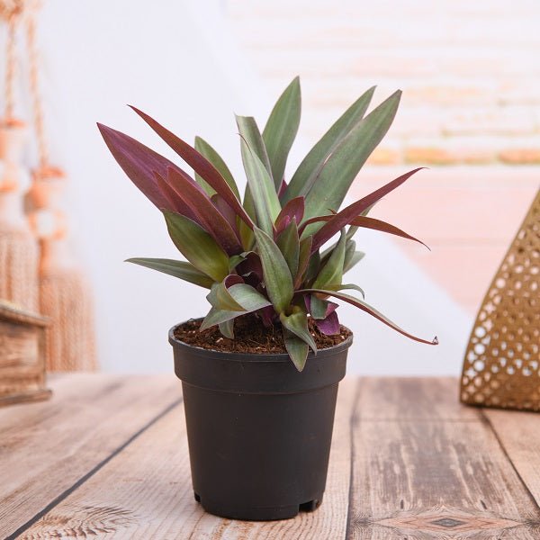 Rhoeo - 5" Pot