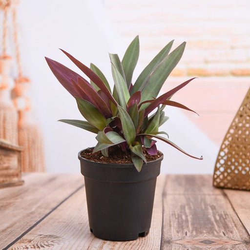 Rhoeo - 5" Pot