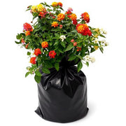 Lantana Variegated