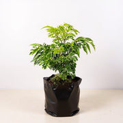 Aralia Green