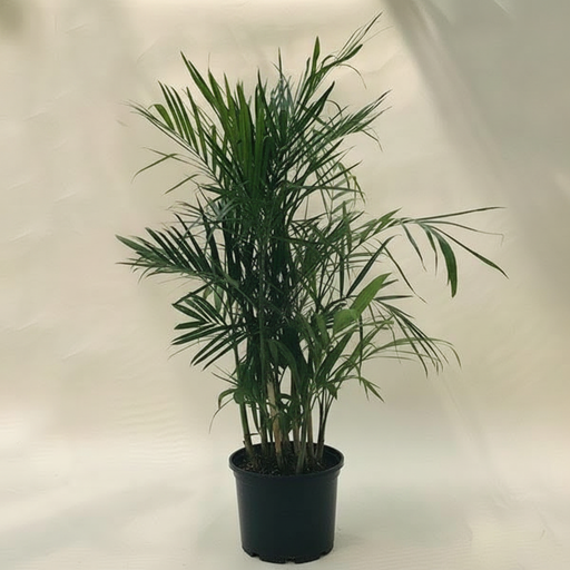 Bamboo Palm - 10" Pot