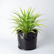 Spider Plant