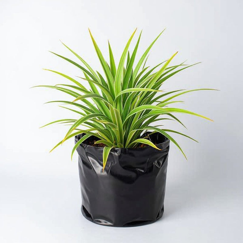 Spider Plant