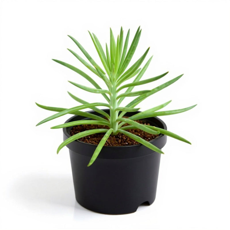 Succulent Bush Senecio - 3" Pot
