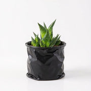 Haworthia Limifolia