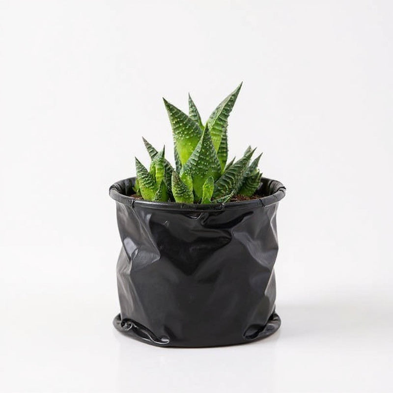 Haworthia Limifolia