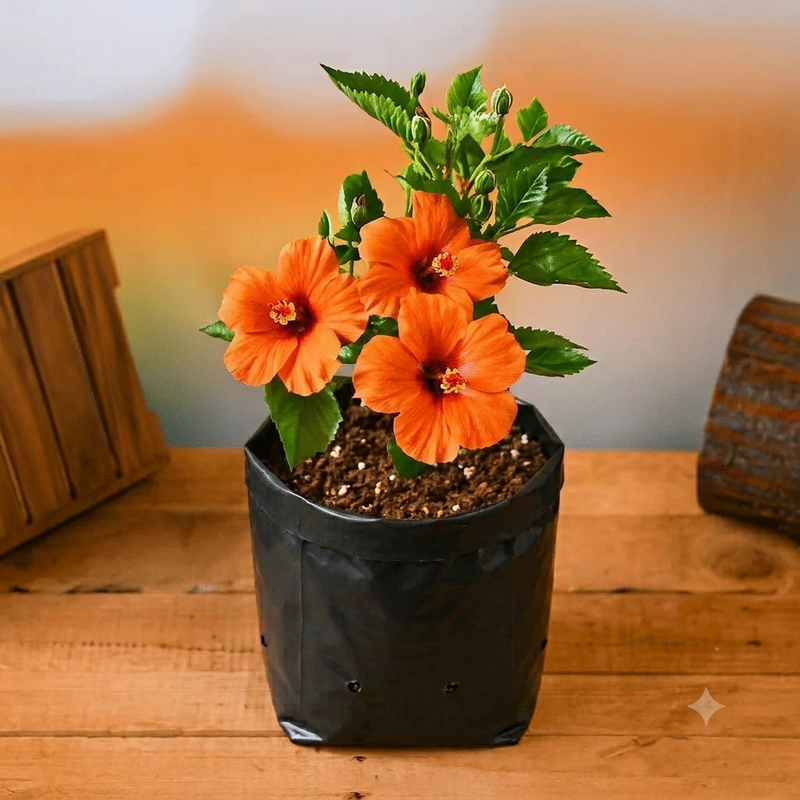 Hibiscus Orange - 10" Grow bag