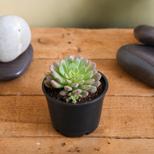 Sedeveria Pink - 3" Pot