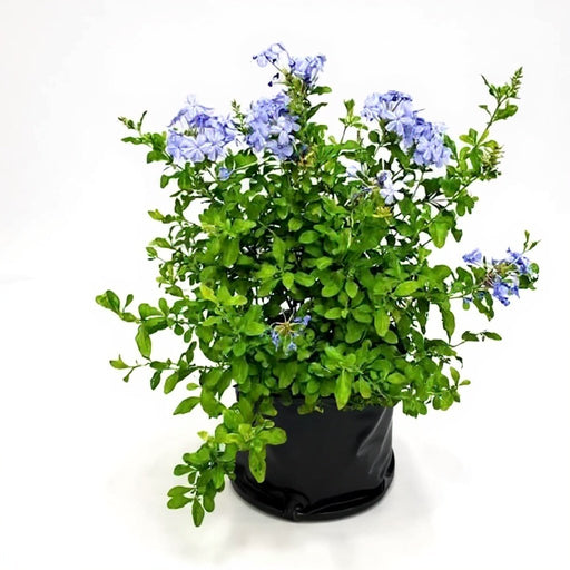 Plumbago - 10" Grow bag