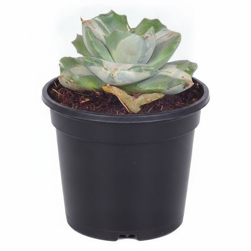 Agave Potatorum - 3" Pot