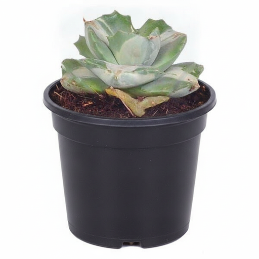 Agave Potatorum - 3" Pot