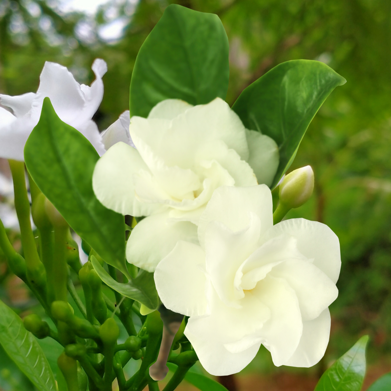 Tagar Double Petal - 10" Grow bag