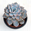 Baby Echeveria - 3" Pot