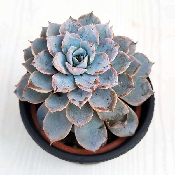 Baby Echeveria - 3" Pot