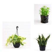 Lucky Corner - Set of 3 Good Luck Plants