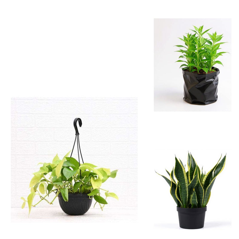 Lucky Corner - Set of 3 Good Luck Plants