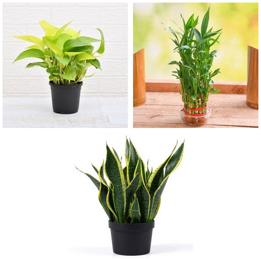 Lucky Corner - Set of 3 Good Luck Plants