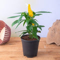 Golden Shrimp Plant Yellow - 6" Pot