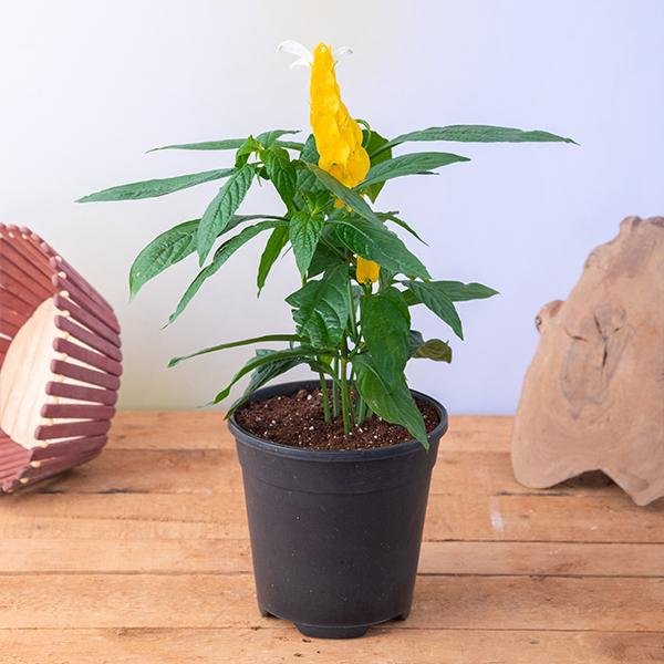 Golden Shrimp Plant Yellow - 6" Pot