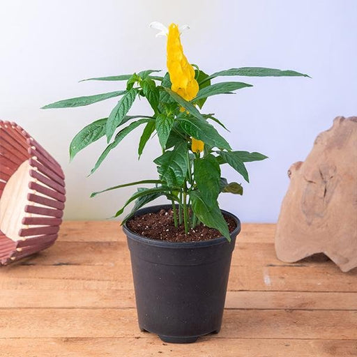 Golden Shrimp Plant Yellow - 6" Pot