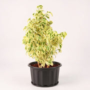 Weeping Fig starlight - 10" Grow bag