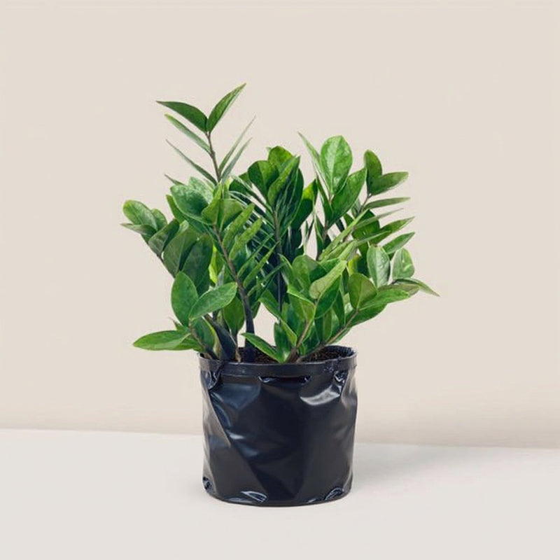 ZZ Plant