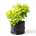 Ficus Panda - 6" Grow bag