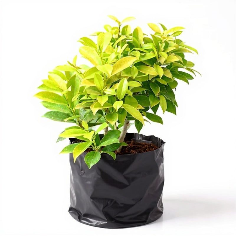 Ficus Panda - 6" Grow bag