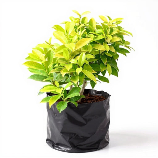 Ficus Panda - 10" Grow bag