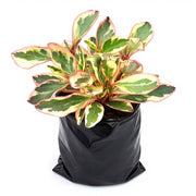 Peperomia Clusiifolia