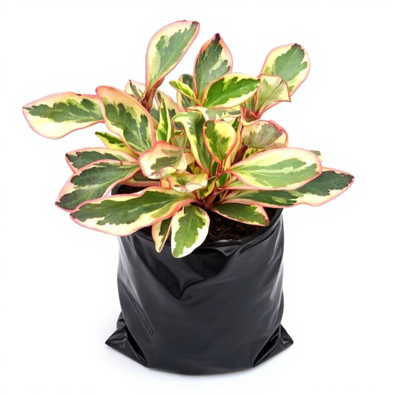 Peperomia Clusiifolia
