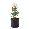 Rose Peach - 10" Grow bag