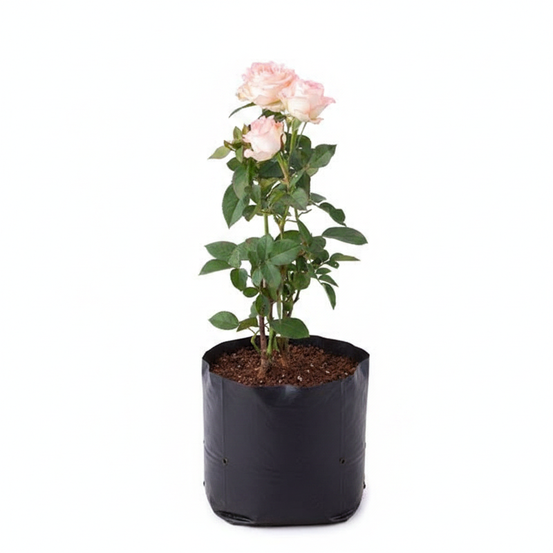 Rose Peach - 10" Grow bag